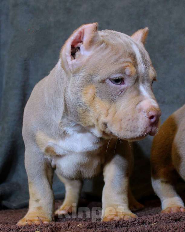 Собаки в Москве: Маленькие булочки Девочка, 90 000 руб. - фото 5