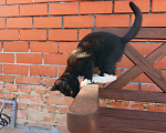 Кошки в Воронеже: Котёнок девочка с доставкой Девочка, Бесплатно - фото 3