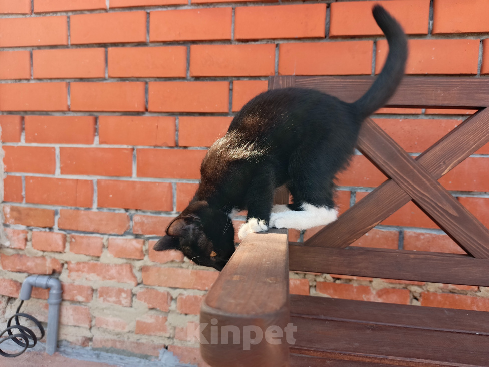 Кошки в Воронеже: Котёнок девочка с доставкой Девочка, Бесплатно - фото 3