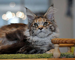 Кошки в Одинцово: Онисия  Девочка, 30 000 руб. - фото 4