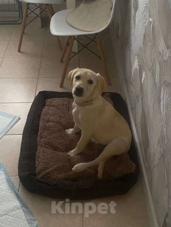 Собаки в Краснодаре: Щенок лабрадор Девочка, 10 000 руб. - фото 1