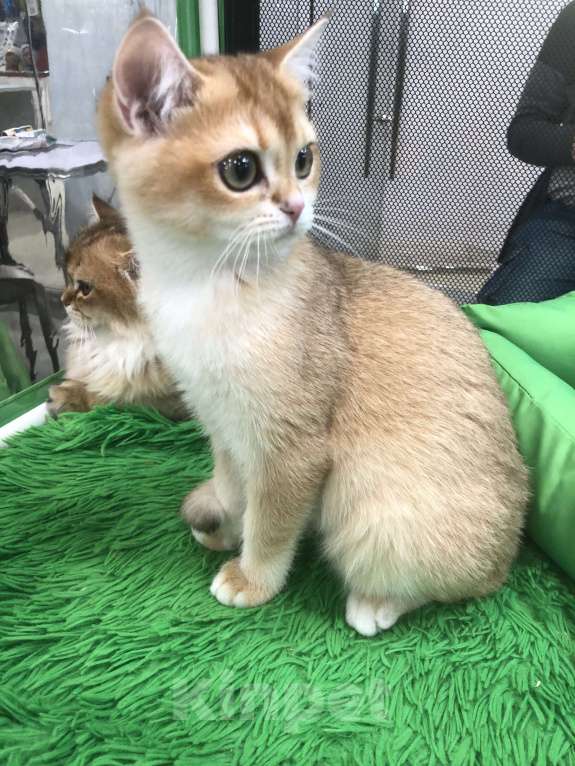 Кошки в Ореховом-Зуево: Британская золотая шиншилла девочка Девочка, 40 000 руб. - фото 6