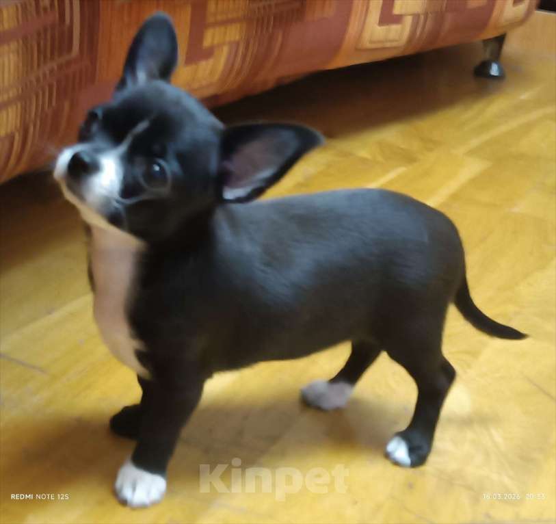 Собаки в Москве: Продажа щенка чихуахуа Девочка, Бесплатно - фото 5