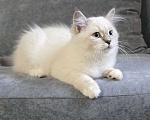 Кошки в Белокурихе: Спокойная, нежная, добрая девочка Девочка, 60 000 руб. - фото 5