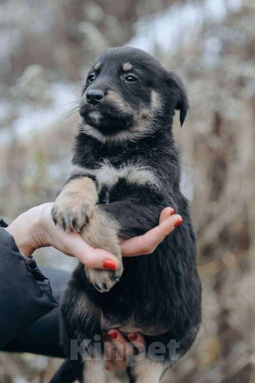 Собаки в Москве: Забава и Софико  Девочка, Бесплатно - фото 4