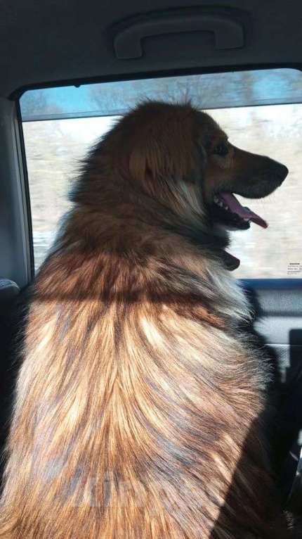 Собаки в Санкт-Петербурге: Отдам собаку бесплатно. Мальчик, Бесплатно - фото 5