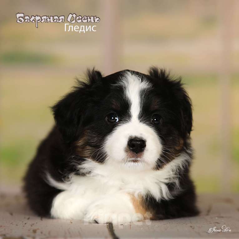 Собаки в других городах Московской области: Продается девочка миниаусси Девочка, 80 000 руб. - фото 1