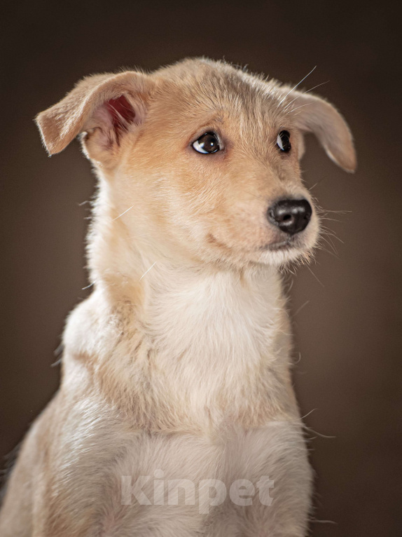Собаки в Клине: Мелани — послушная леди готова стать вашей гордостью Девочка, Бесплатно - фото 8