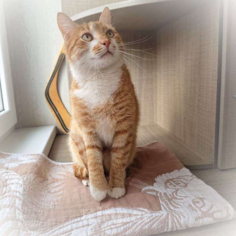 Кошки в Москве: Рыжему счастью нужен дом Мальчик, Бесплатно - фото 9