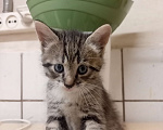 Кошки в Санкт-Петербурге: Монастырские котята Мальчик, Бесплатно - фото 2