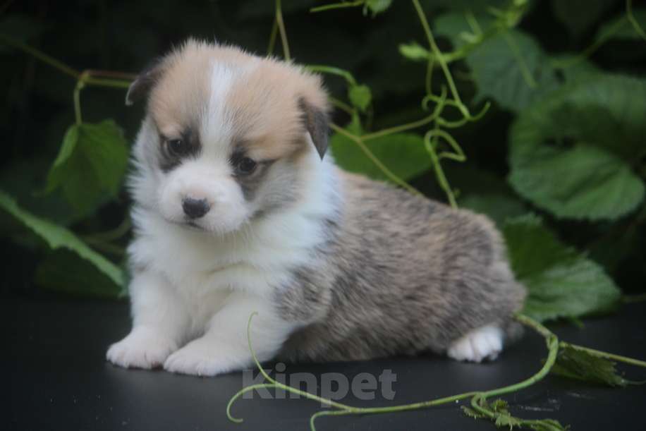 Собаки в других городах Московской области: Щенки вельш корги пемброк. Д.Р. 25.05.2025 Гуль-Дара Жоффрей Мальчик, Бесплатно - фото 6