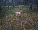 Собаки в Санкт-Петербурге: Отдам в добрые руки Собака, кобель, Джек Мальчик, Бесплатно - фото 2