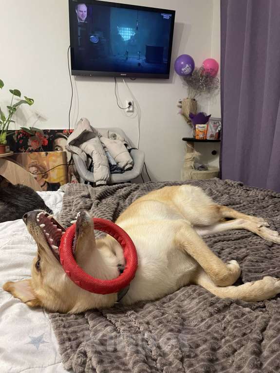 Собаки в Кудрово: В добрые руки, замечательный мальчик!!!  Мальчик, Бесплатно - фото 6