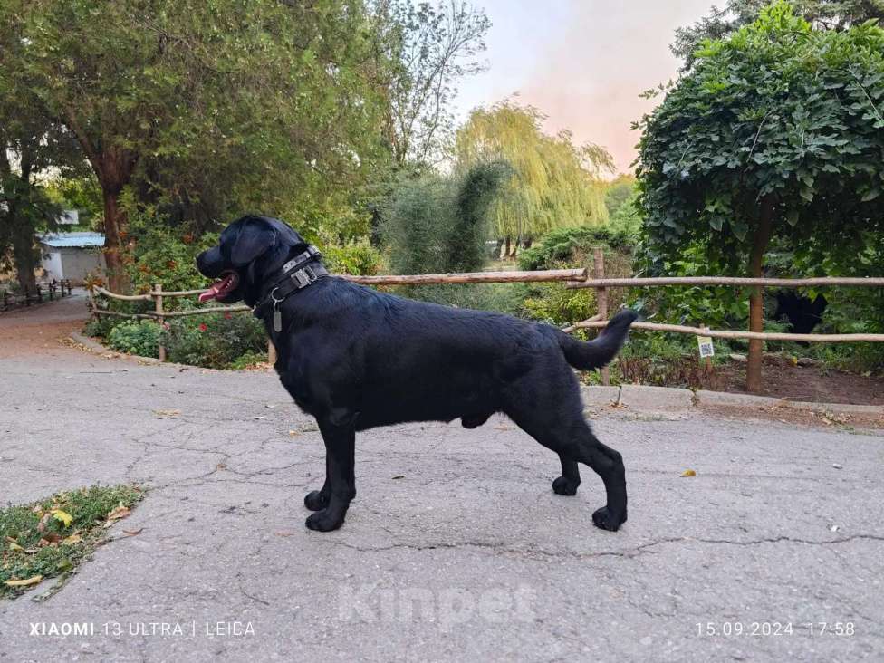 Собаки в Батайске: Щенки Лабрадора-ретривера  Девочка, 30 000 руб. - фото 5