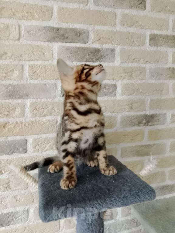 Кошки в Москве: Бенгальские котята Мальчик, 15 000 руб. - фото 5