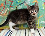 Кошки в Калуге: Крепыш Жорик — полосатый позитив. Котенок 2 мес в добрые руки. Мальчик, Бесплатно - фото 4