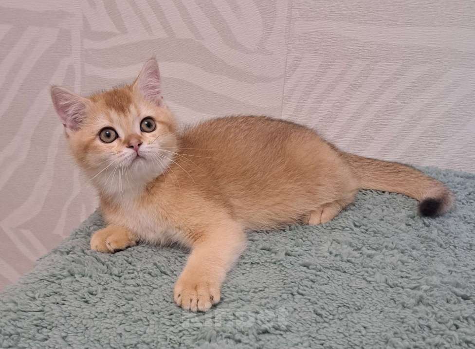 Кошки в Москве: Шотландский золотой мальчик страйт Мальчик, 35 000 руб. - фото 2