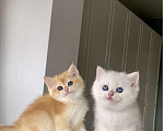 Кошки в Сочи: Британские котята  Мальчик, 50 000 руб. - фото 1