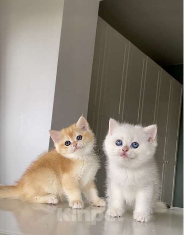 Кошки в Сочи: Британские котята  Мальчик, 50 000 руб. - фото 1