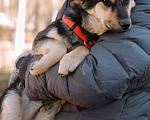 Собаки в Санкт-Петербурге: Эбби из приюта в добрые руки Девочка, Бесплатно - фото 4