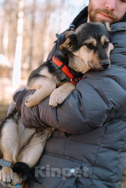 Собаки в Санкт-Петербурге: Эбби из приюта в добрые руки Девочка, Бесплатно - фото 4