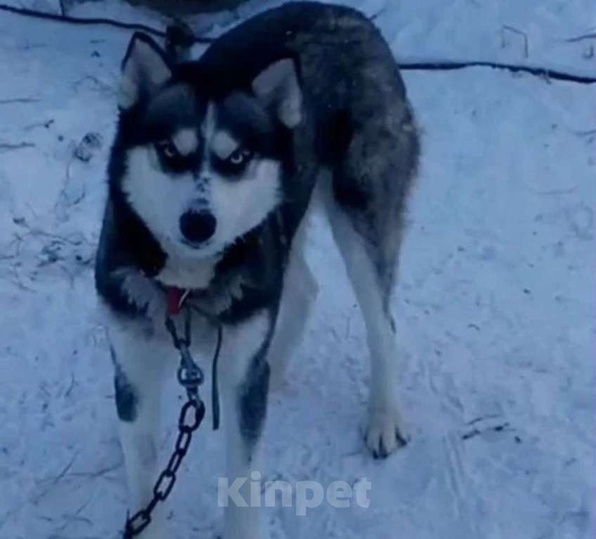 Собаки в Нижневартовске: В добрые руки Девочка, Бесплатно - фото 2