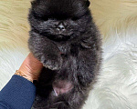 Собаки в Санкт-Петербурге: Померанский шпиц девочка  Девочка, 50 000 руб. - фото 1