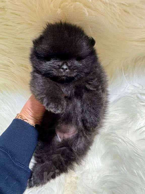 Собаки в Санкт-Петербурге: Померанский шпиц девочка  Девочка, 50 000 руб. - фото 1