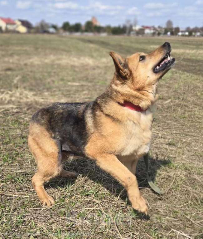 Собаки в Королеве: Линда Девочка, Бесплатно - фото 5