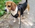 Собаки в Нижнем Новгороде: 🐶 ИЩЕМ ДОМ ДЛЯ БИГЛЯ РАЛЬФА! Мальчик, Бесплатно - фото 3