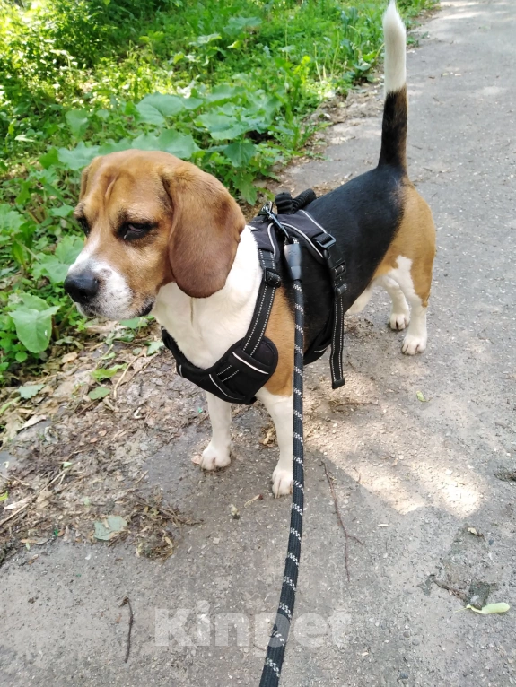 Собаки в Нижнем Новгороде: 🐶 ИЩЕМ ДОМ ДЛЯ БИГЛЯ РАЛЬФА! Мальчик, Бесплатно - фото 3