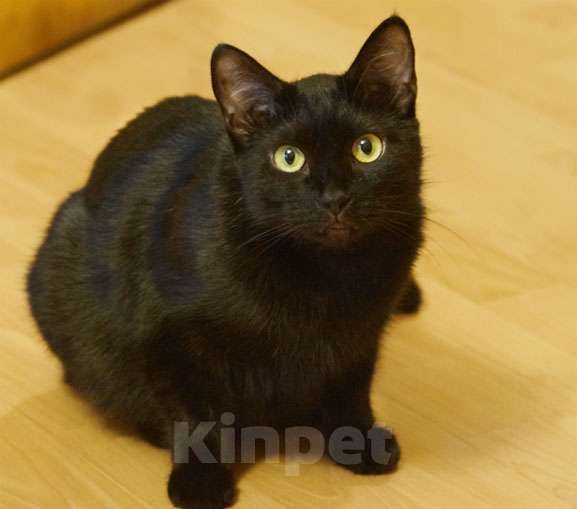 Кошки в Москве: Кошка Люси  в заботливые руки Девочка, Бесплатно - фото 1