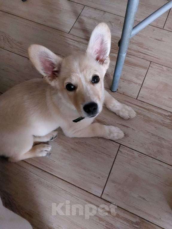 Собаки в Москве: Щенок-коротколапик 2,5-3 месяца Коржик в добрые руки  Мальчик, Бесплатно - фото 2