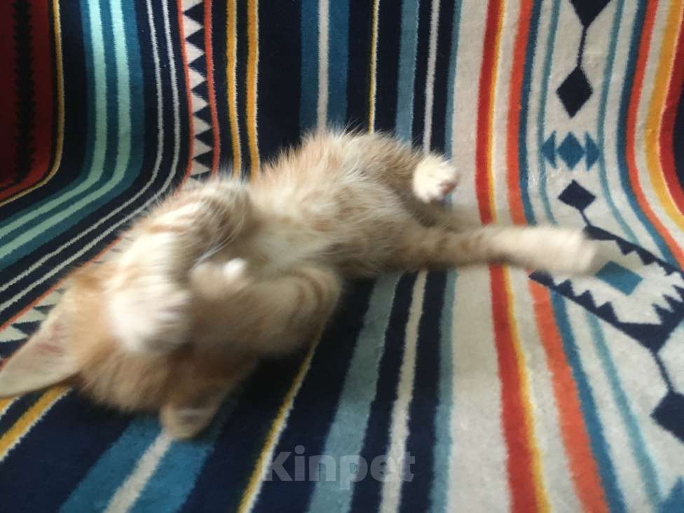 Кошки в Москве: Рыжик ищет свою семью Мальчик, 1 руб. - фото 6