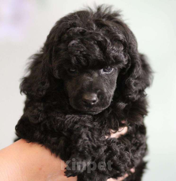 Собаки в Москве: той пудель  Мальчик, 120 000 руб. - фото 1