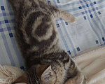 Кошки в Кулебаках: Котик, 6 000 руб. - фото 2