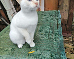 Кошки в Гагарине: В добрые руки, 100 руб. - фото 2