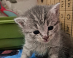 Кошки в Липецке: Шотландские котята Девочка, 5 000 руб. - фото 1