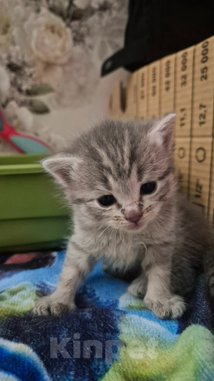 Кошки в Липецке: Шотландские котята Девочка, 5 000 руб. - фото 1