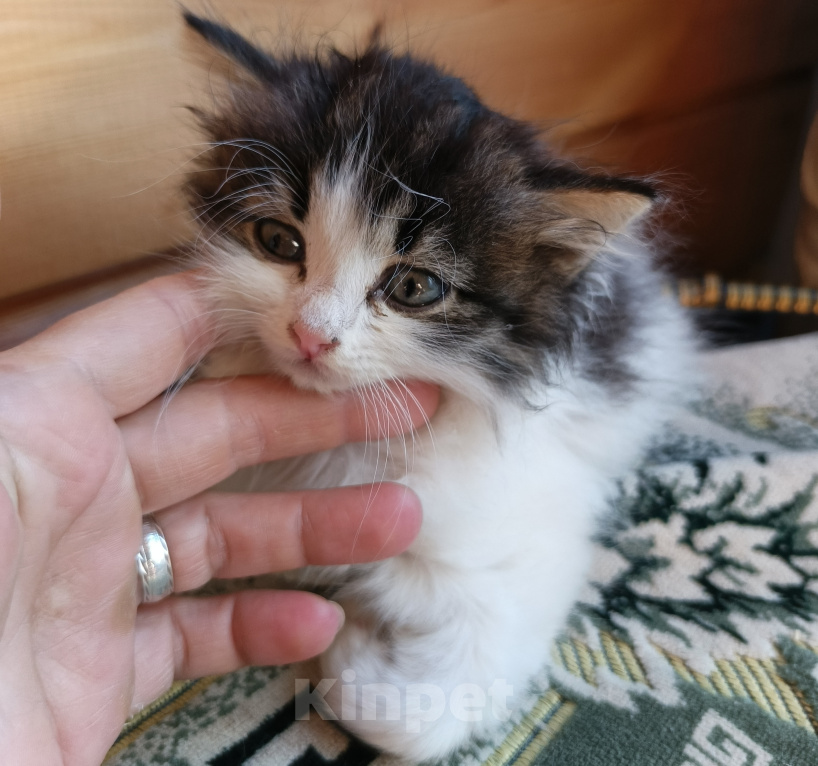 Кошки в Иркутске: Отдам котёнка Девочка, Бесплатно - фото 3