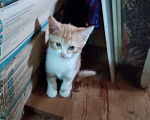 Кошки в Калуге: Котёнок Мальчик, Бесплатно - фото 1