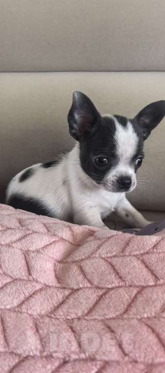 Собаки в других городах Мордовии: Щенок чихуахуа  Мальчик, 30 000 руб. - фото 2
