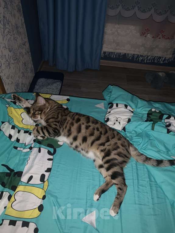 Кошки в Талдоме: Отдам в добрые руки! Срочно! Мальчик, Бесплатно - фото 1