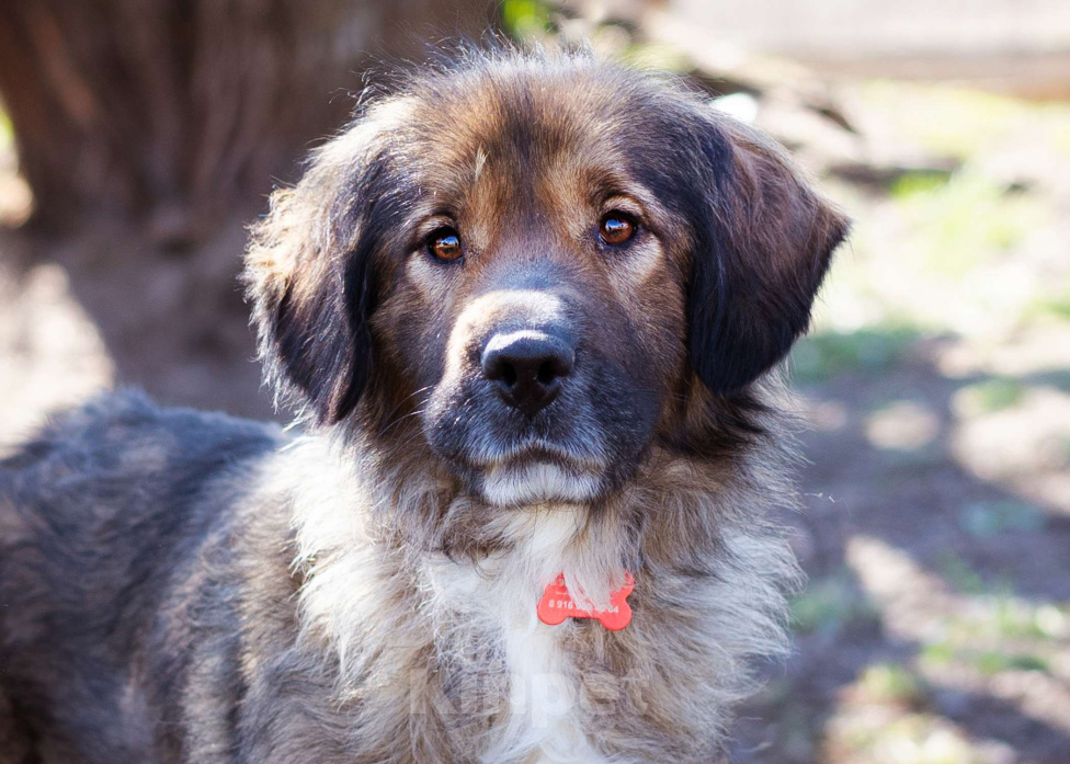 Собаки в Москве: Метис спаниеля Девочка, Бесплатно - фото 7