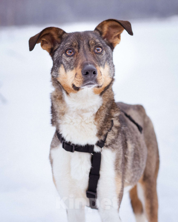 Собаки в Москве: Невероятно умная и ласковая Белка ищет своих людей Девочка, Бесплатно - фото 7