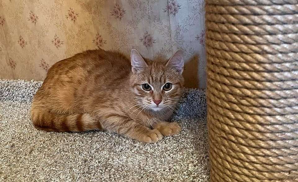 Кошки в Москве: Домовенок Кузя ищет семью Мальчик, Бесплатно - фото 2