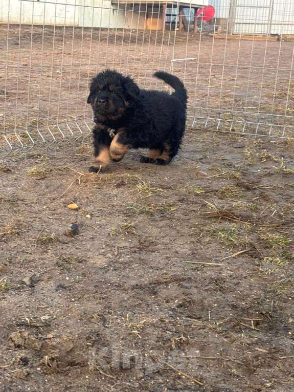 Собаки в других городах Тверской области: Щенки тибетского мастифа Девочка, Бесплатно - фото 6
