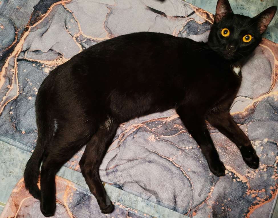 Кошки в Рязани: Молодой котик Мальчик, Бесплатно - фото 2