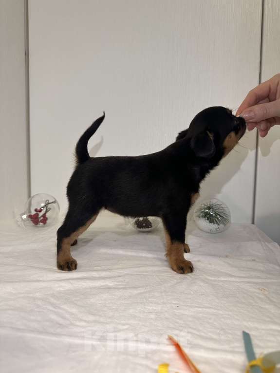 Собаки в Москве: Девочка пти брабансон Девочка, 80 руб. - фото 5