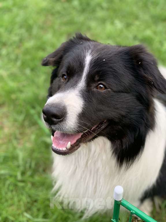 Собаки в Новосибирске: Предлагаеться к вязке. кобель БОРДЕР КОЛЛИ. Мальчик, Бесплатно - фото 6